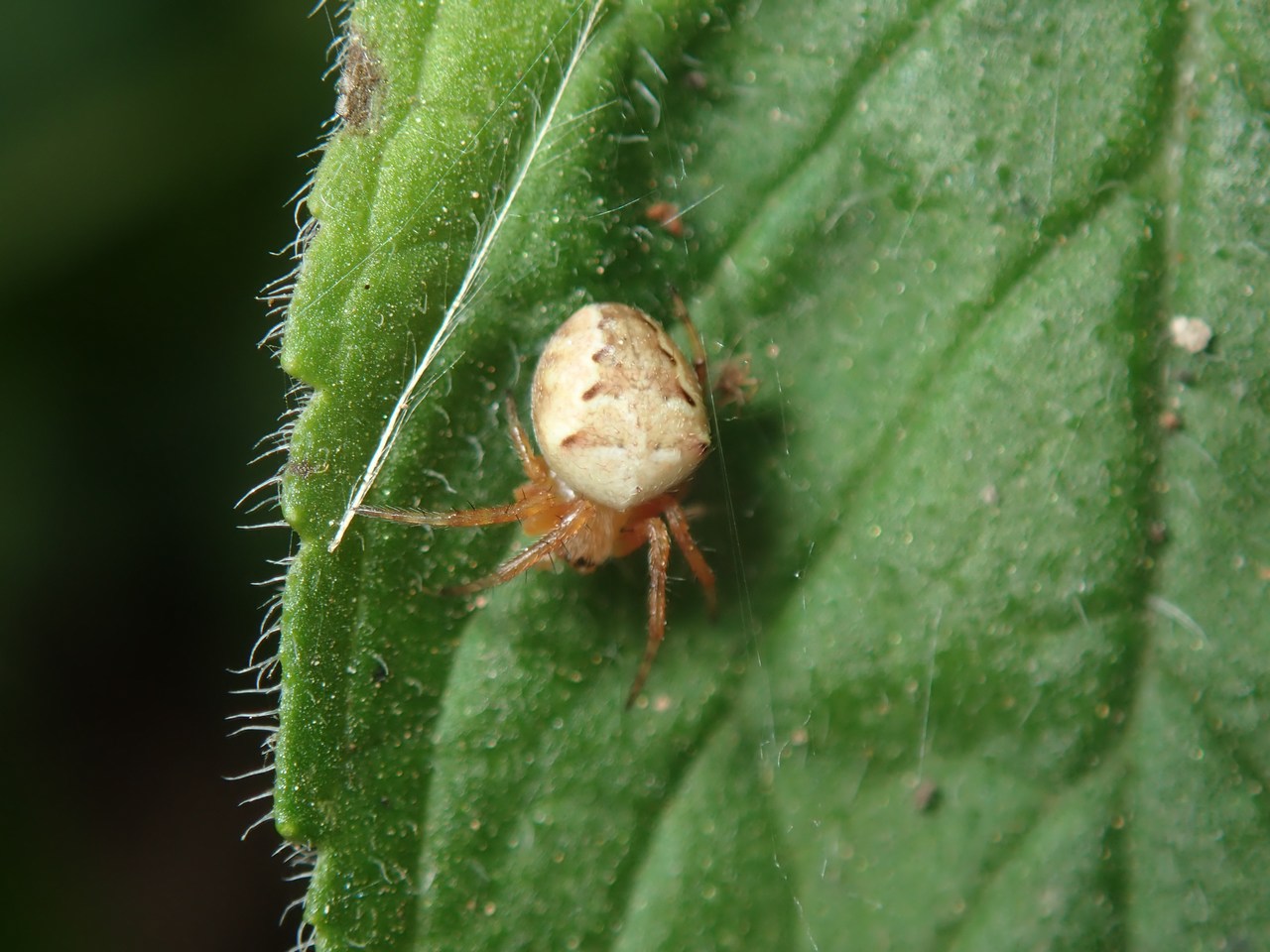 Araneus diadematus Araneus diadematus